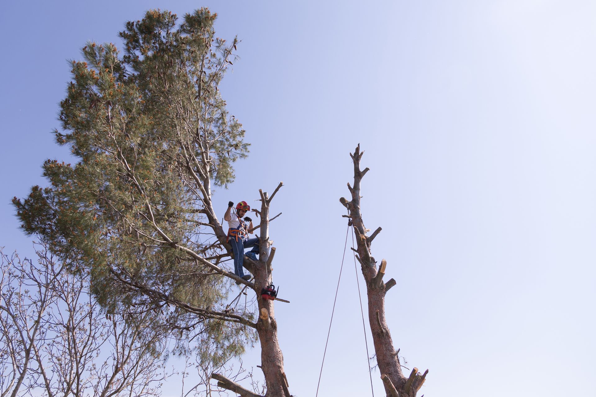 Un arboriste taille un arbre, sur fond de ciel bleu. Un homme harnaché coupe des branches à la tronçonneuse.