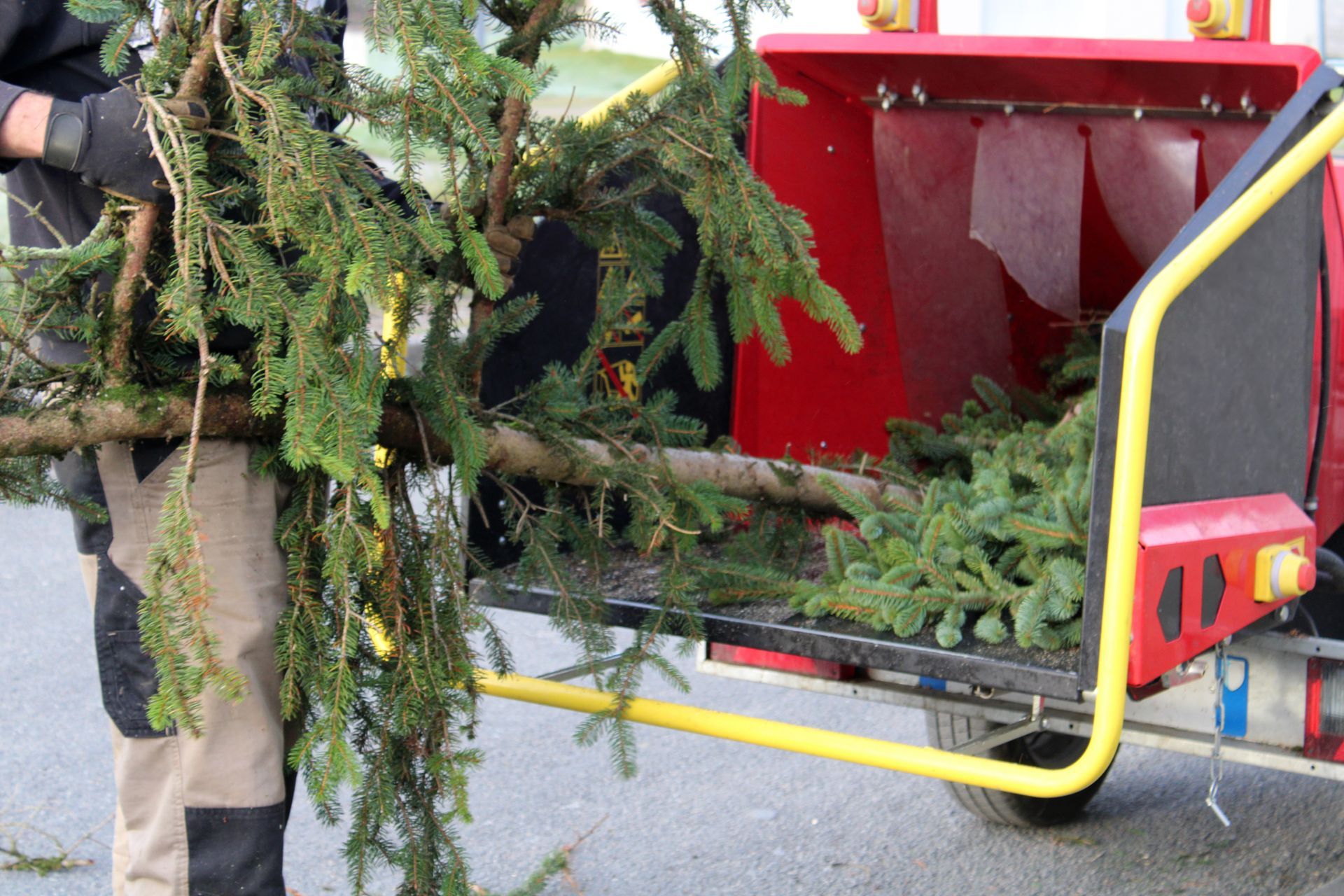 Une personne alimente un broyeur de branches de conifères en bois rouge.
