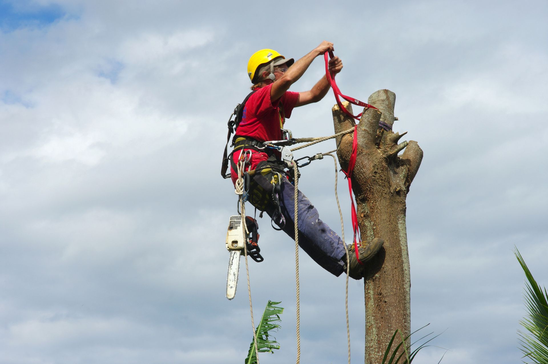 Un arboriste, perché dans un arbre, portant un casque et un harnais de sécurité, ajuste une corde tout en tenant une tronçonneuse. Ciel nuageux.