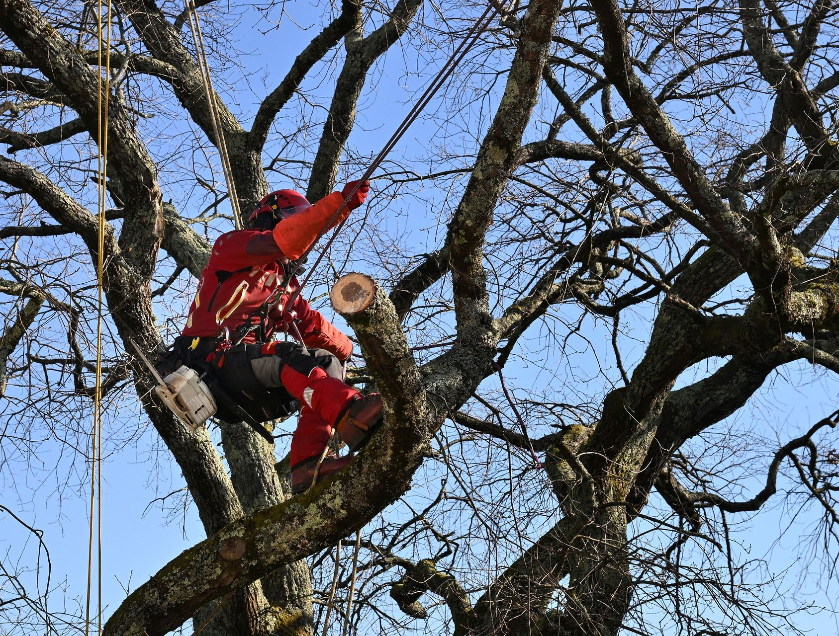 Un arboriste en tenue de sécurité rouge taille un arbre à l'aide de cordes dans un cadre extérieur ensoleillé.