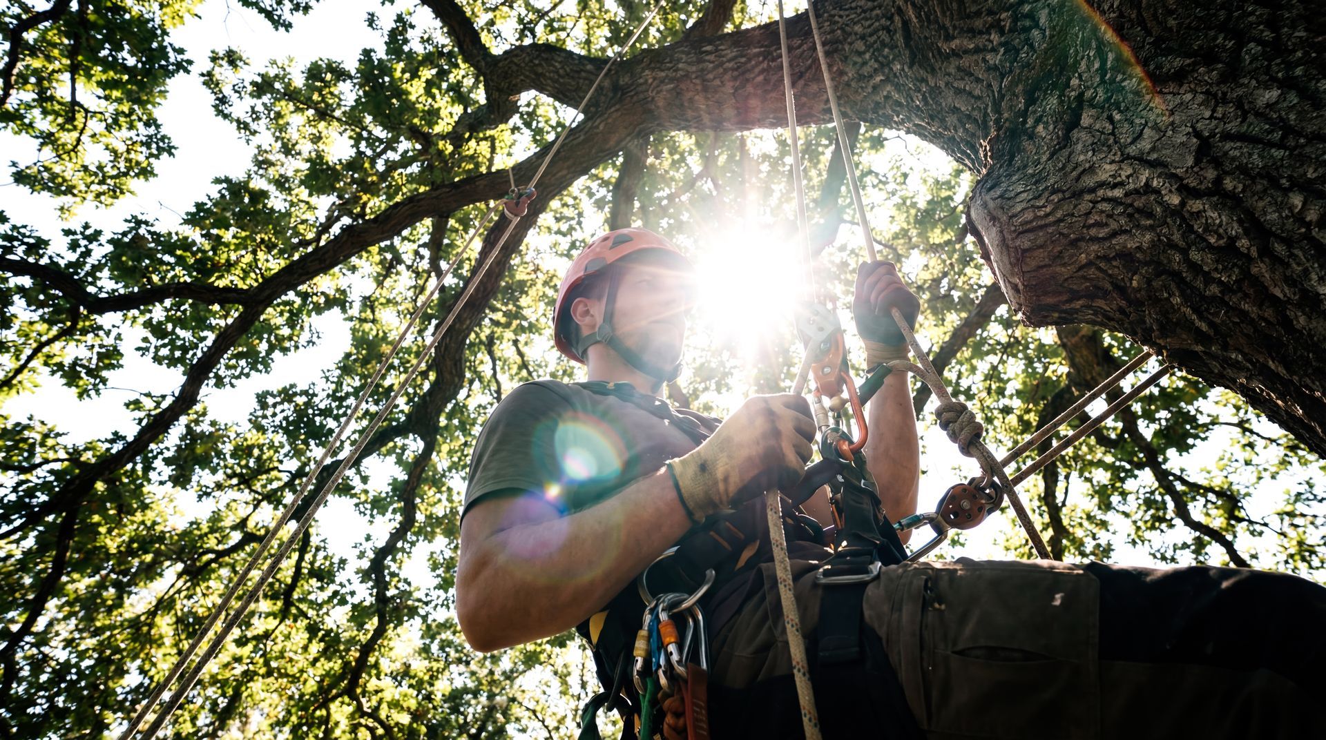 Arboriste dans un arbre, travaillant avec des cordes et du matériel, sous une lumière solaire éclatante.