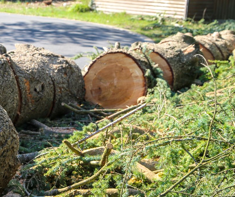 Des sections de troncs d'arbres coupés sur un terrain herbeux à côté d'un chemin pavé.