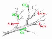 Schéma des branches d'un arbre