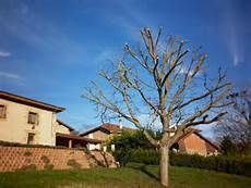 Arbre nu devant plusieurs maisons par une journée ensoleillée.