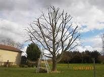 Un grand arbre, presque entièrement dénudé, se trouve dans une cour où se trouve une échelle. Une maison et d'autres arbres sont visibles à l'arrière-plan.