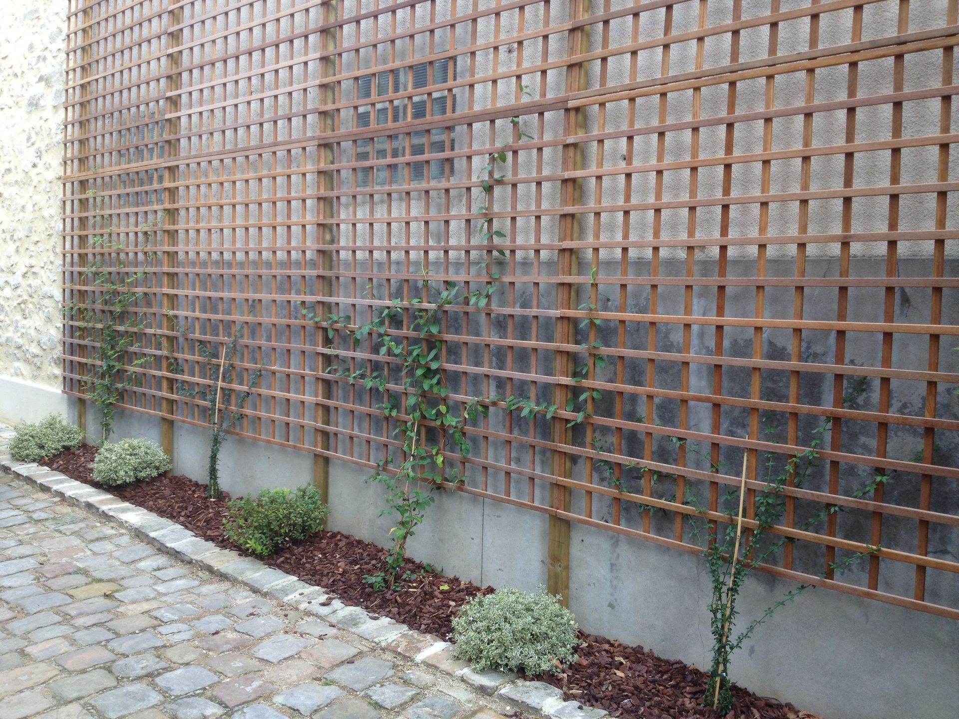 Treillis en bois avec plantes grimpantes contre un mur en béton, avec plantes et paillis en bordure.