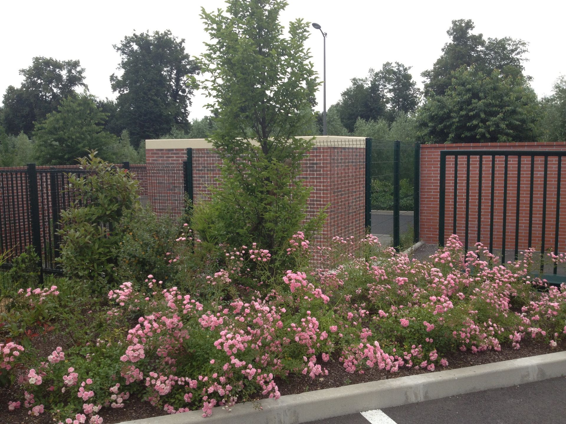 Des buissons en fleurs roses et un mur de briques avec une clôture en métal noir se détachent sur un fond vert d'arbres.