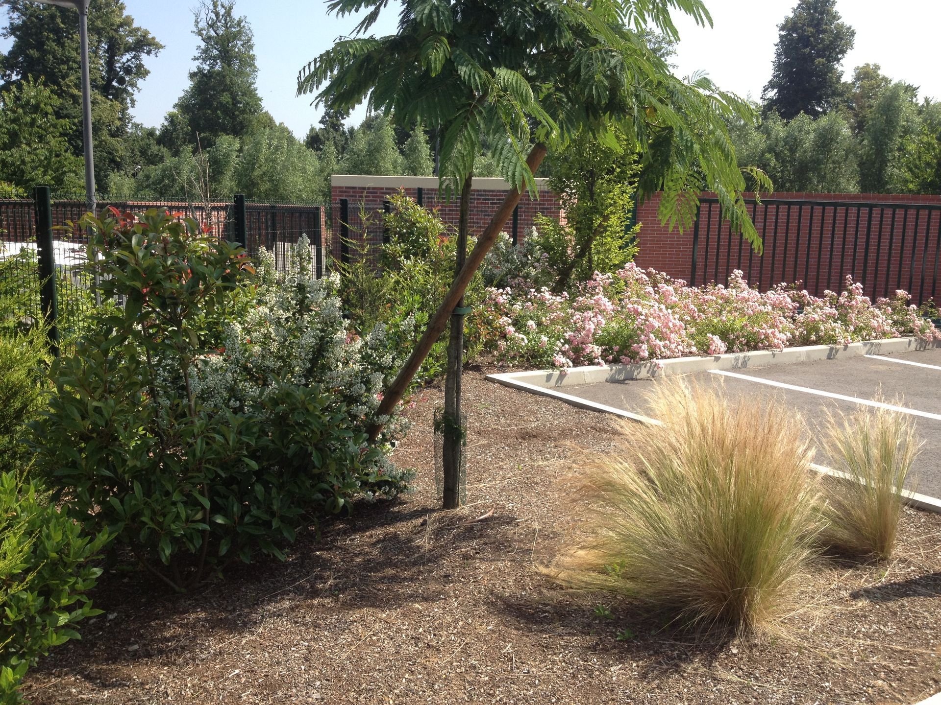 Massif paysager avec diverses plantes et un petit arbre à côté d'une aire de stationnement pavée. Le sol est recouvert de paillis brun.