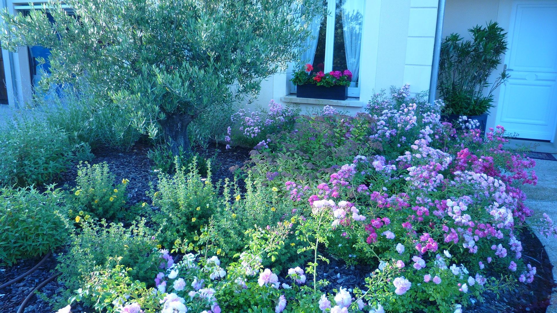 Un jardin fleuri et coloré devant un bâtiment blanc avec un olivier.