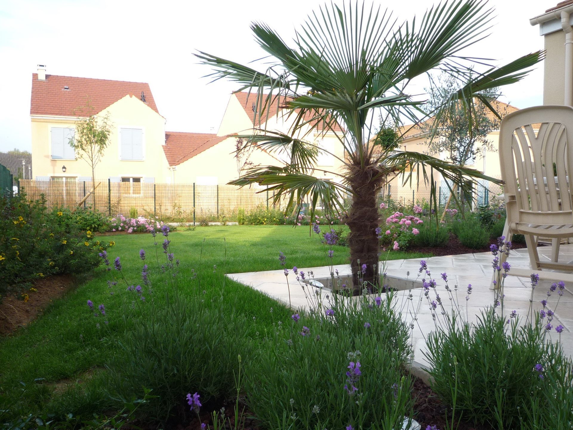 Un jardin avec un palmier, une pelouse verte et des buissons de lavande ; des maisons en arrière-plan.