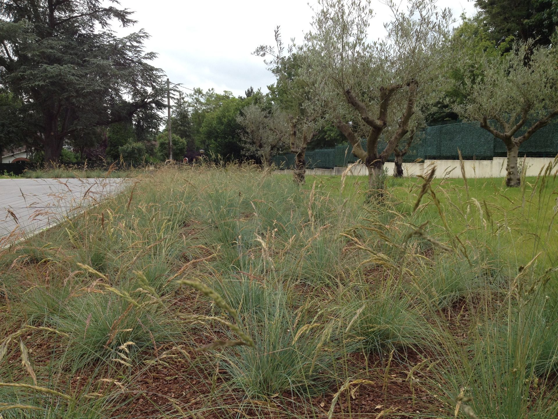 Paysage herbeux avec des oliviers en arrière-plan, ciel nuageux.