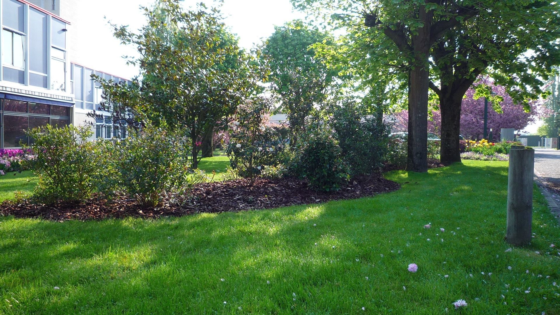 Pelouse verdoyante et parterre de fleurs agrémentés de petits arbres et d'arbustes devant un bâtiment moderne.