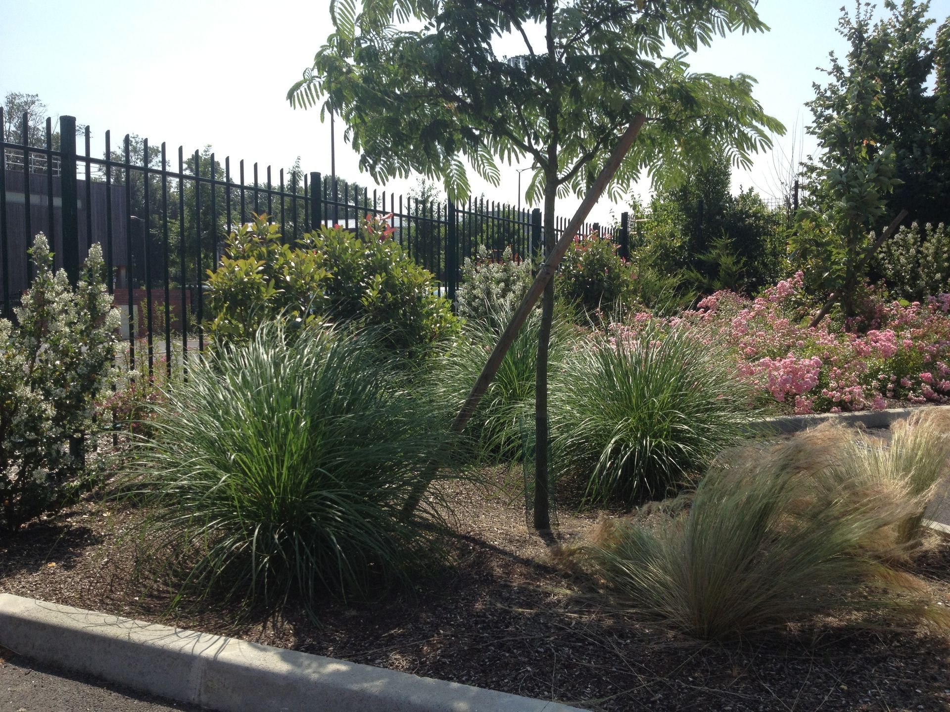 Massif de jardin aménagé avec diverses plantes vertes et un petit arbre adossé à une clôture noire.