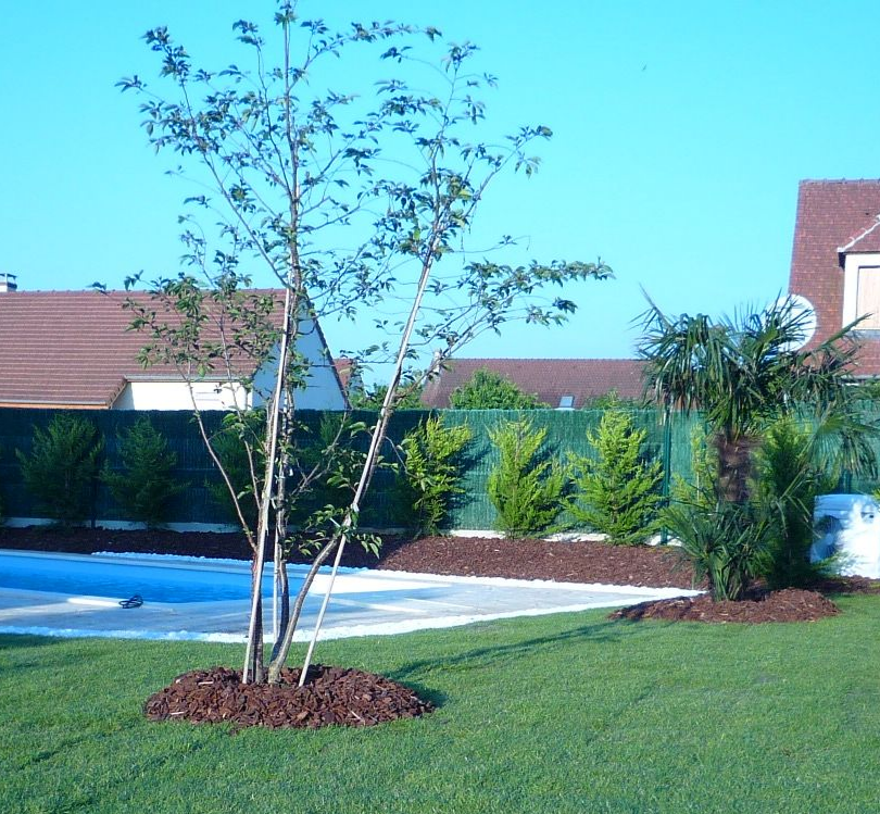 Jardin verdoyant et luxuriant avec un arbre et des arbustes, des cercles de paillis, ciel bleu. Maisons en arrière-plan.
