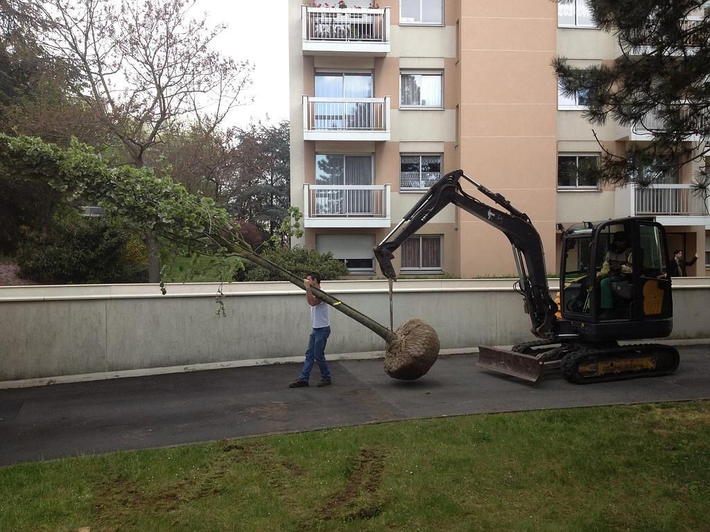 Une personne utilise une excavatrice pour déplacer un arbre avec une grosse motte de racines près d'un bâtiment.