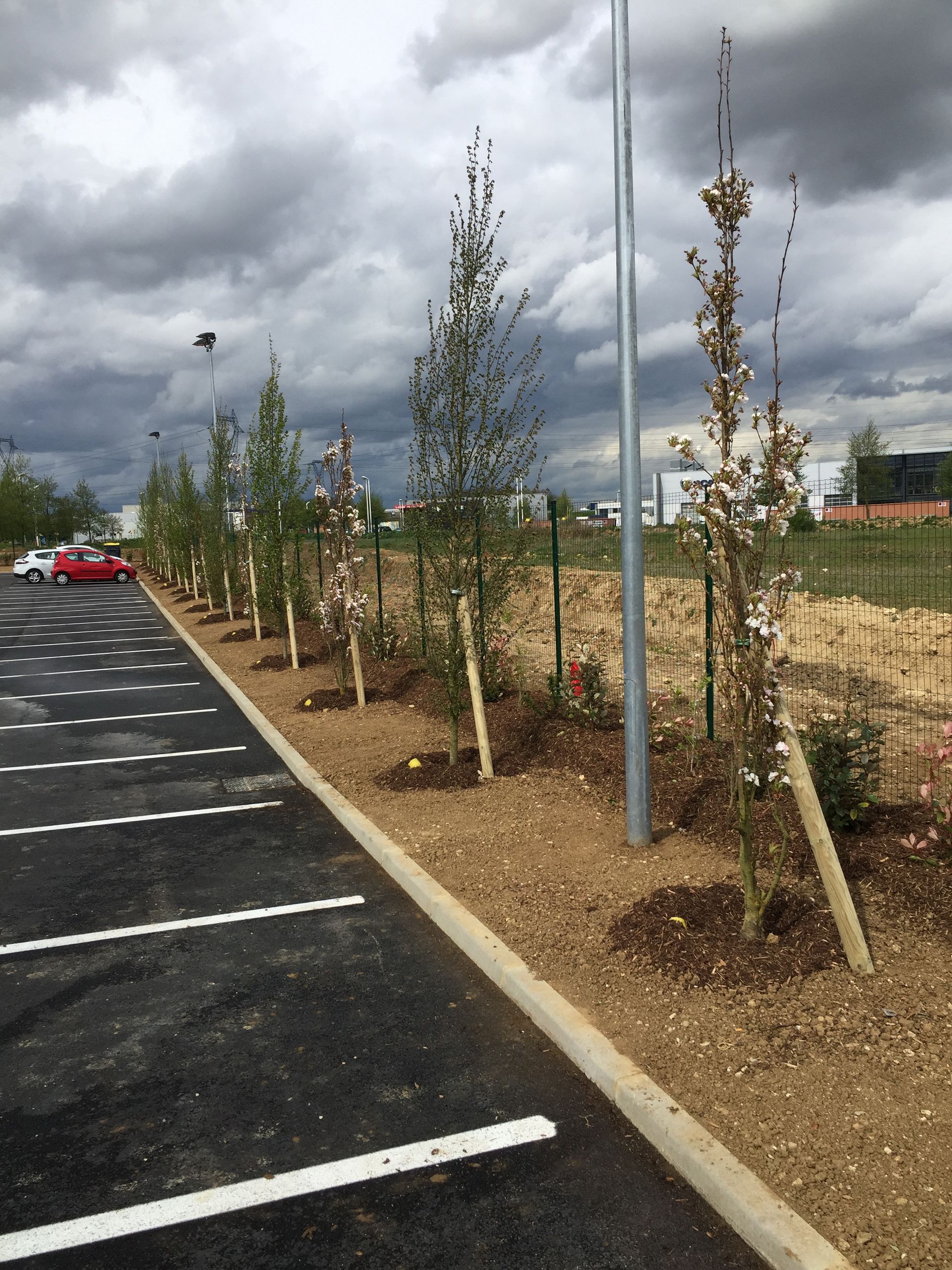 Une rangée de jeunes arbres plantés le long d'un parking, sous un ciel nuageux.