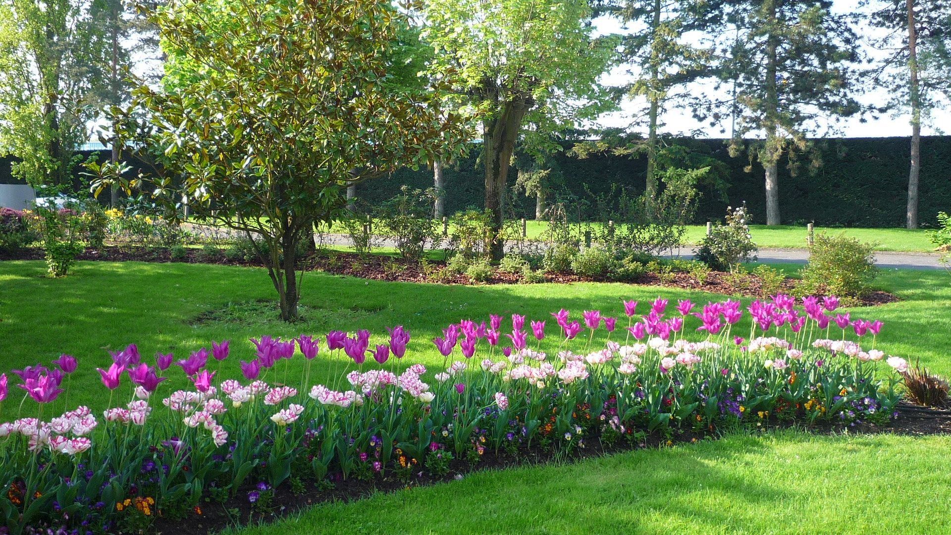 Pelouse verte avec un parterre de tulipes roses et violettes. Arbres en arrière-plan.