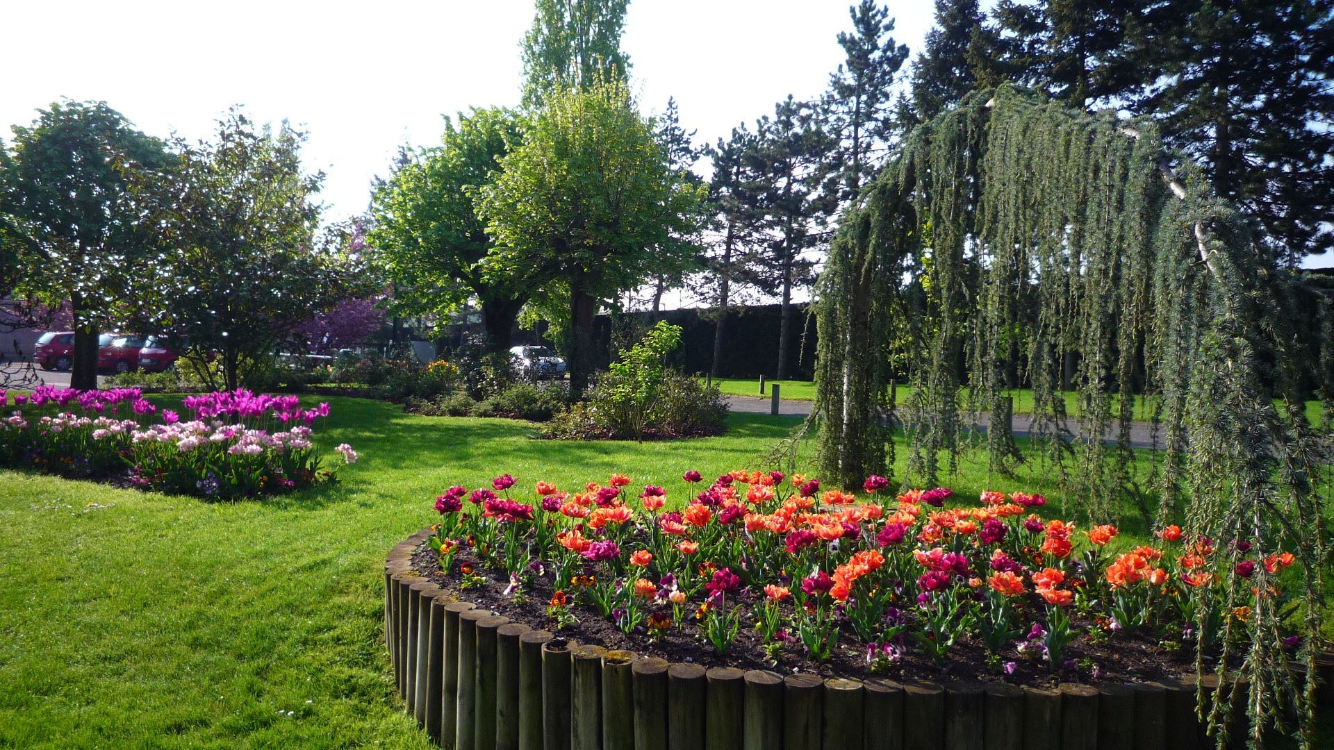 Massif de fleurs rouges dans un espace vert