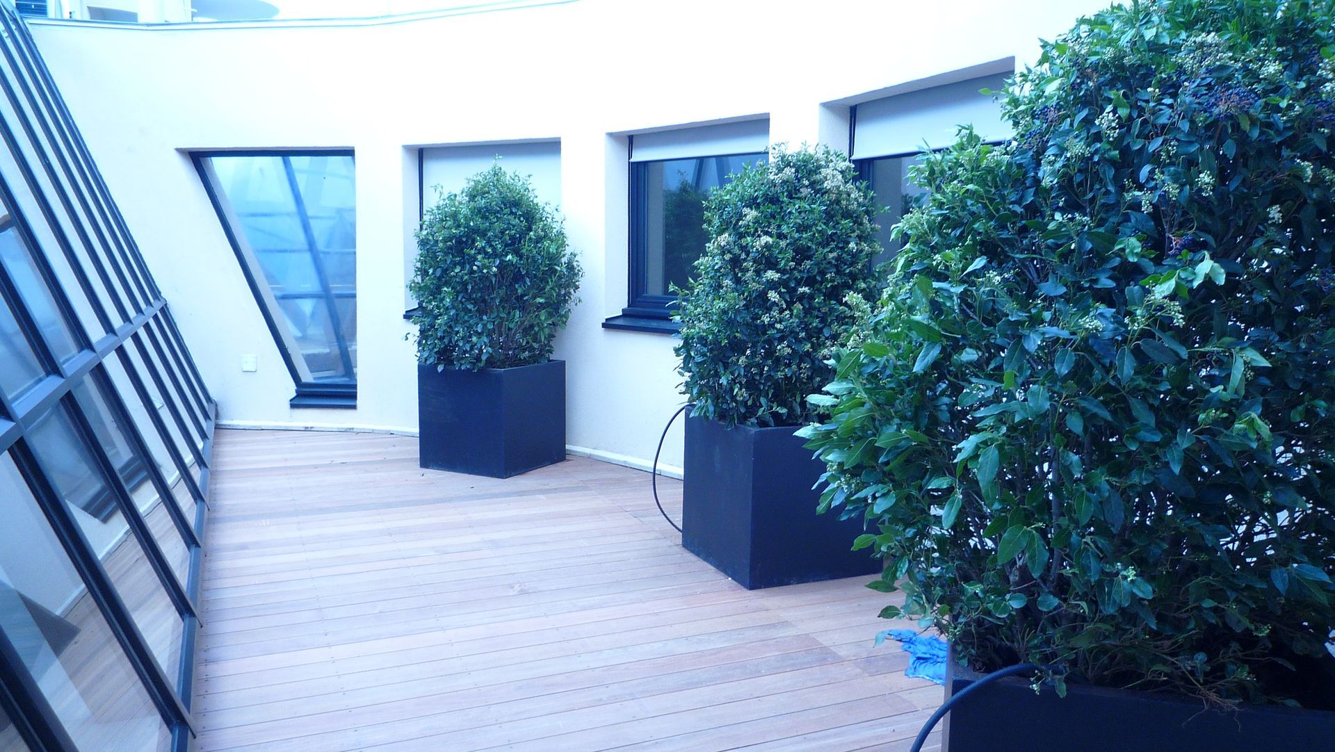 Terrasse sur le toit avec trois grands bacs à fleurs carrés noirs contenant des arbustes à feuillage vert, et des fenêtres.