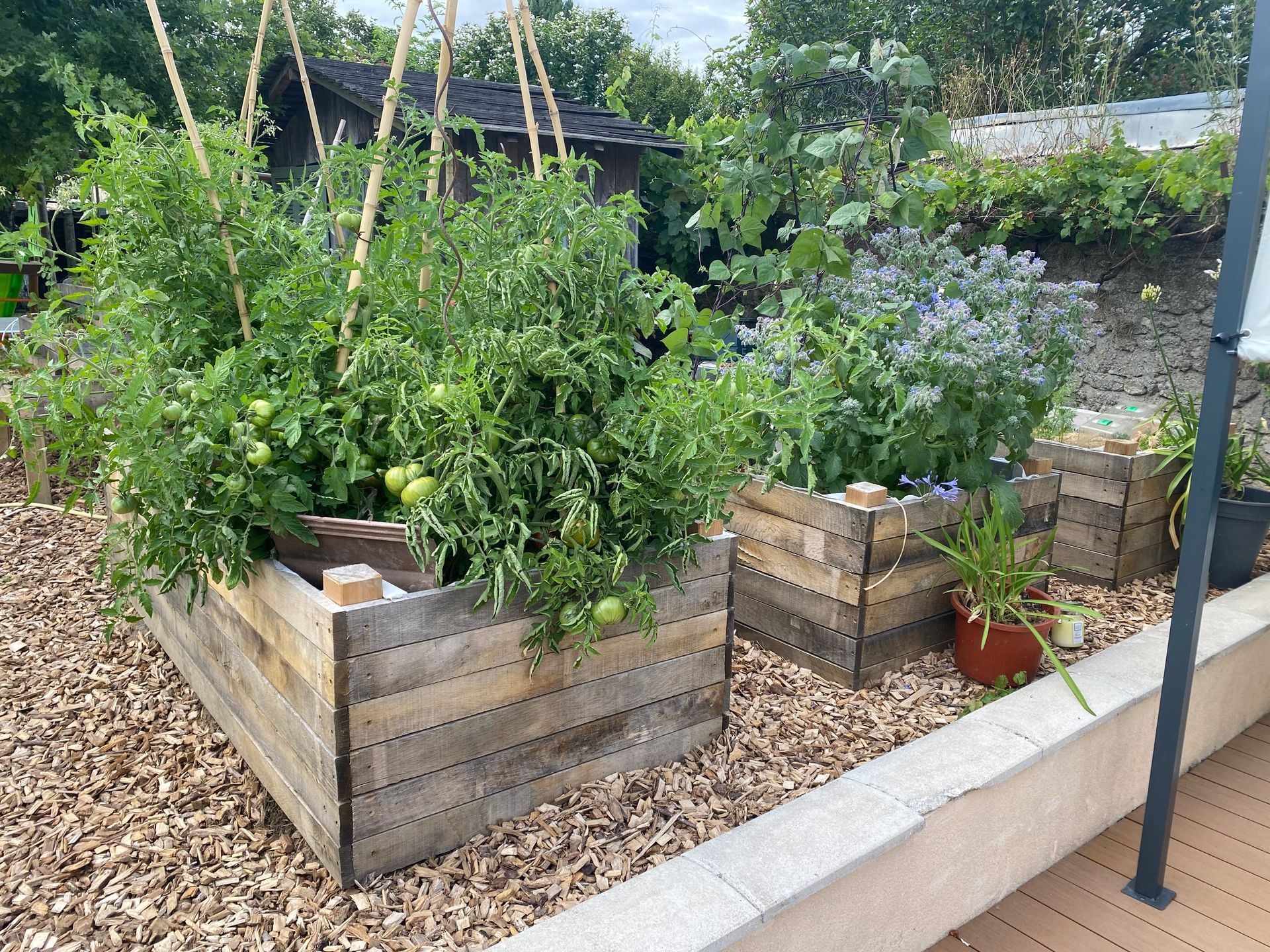 Des plates-bandes surélevées avec des plants de tomates et autres végétaux, installées sur un lit de copeaux de bois.
