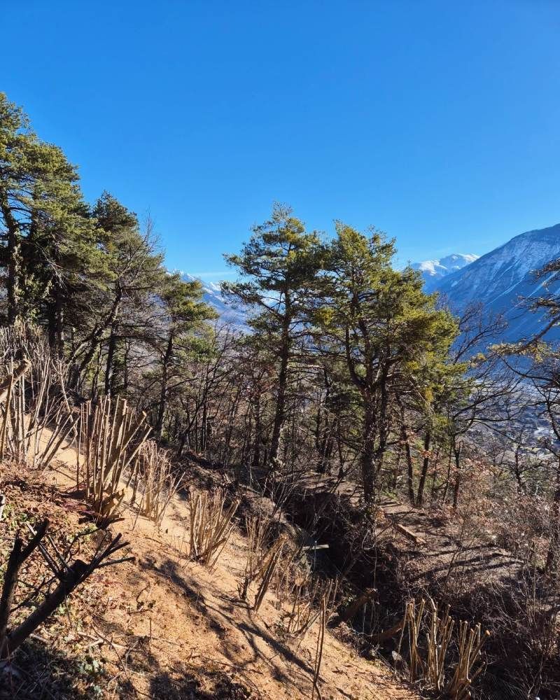Une forêt avec des montagnes en arrière-plan et un ciel bleu