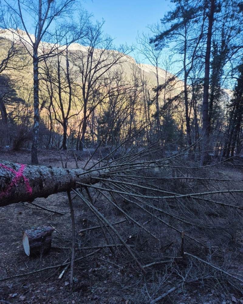 Un arbre tombé au milieu d'une forêt avec des montagnes en arrière-plan.
