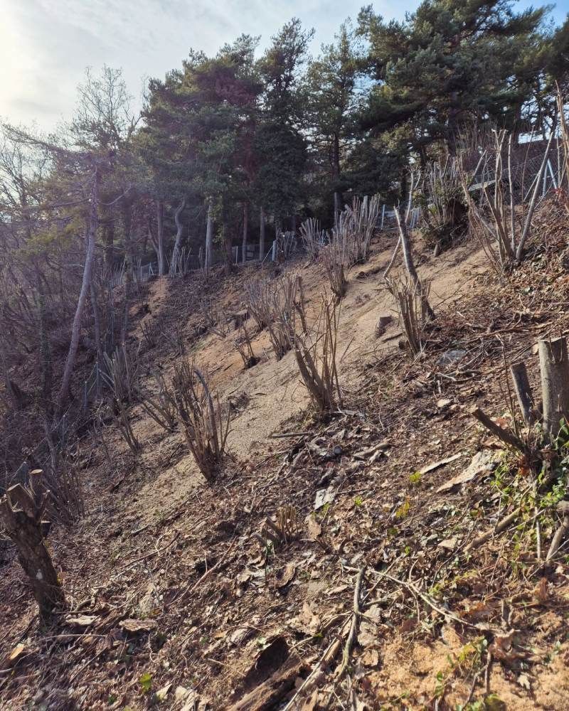 Une pente avec des arbres et des arbustes dessus