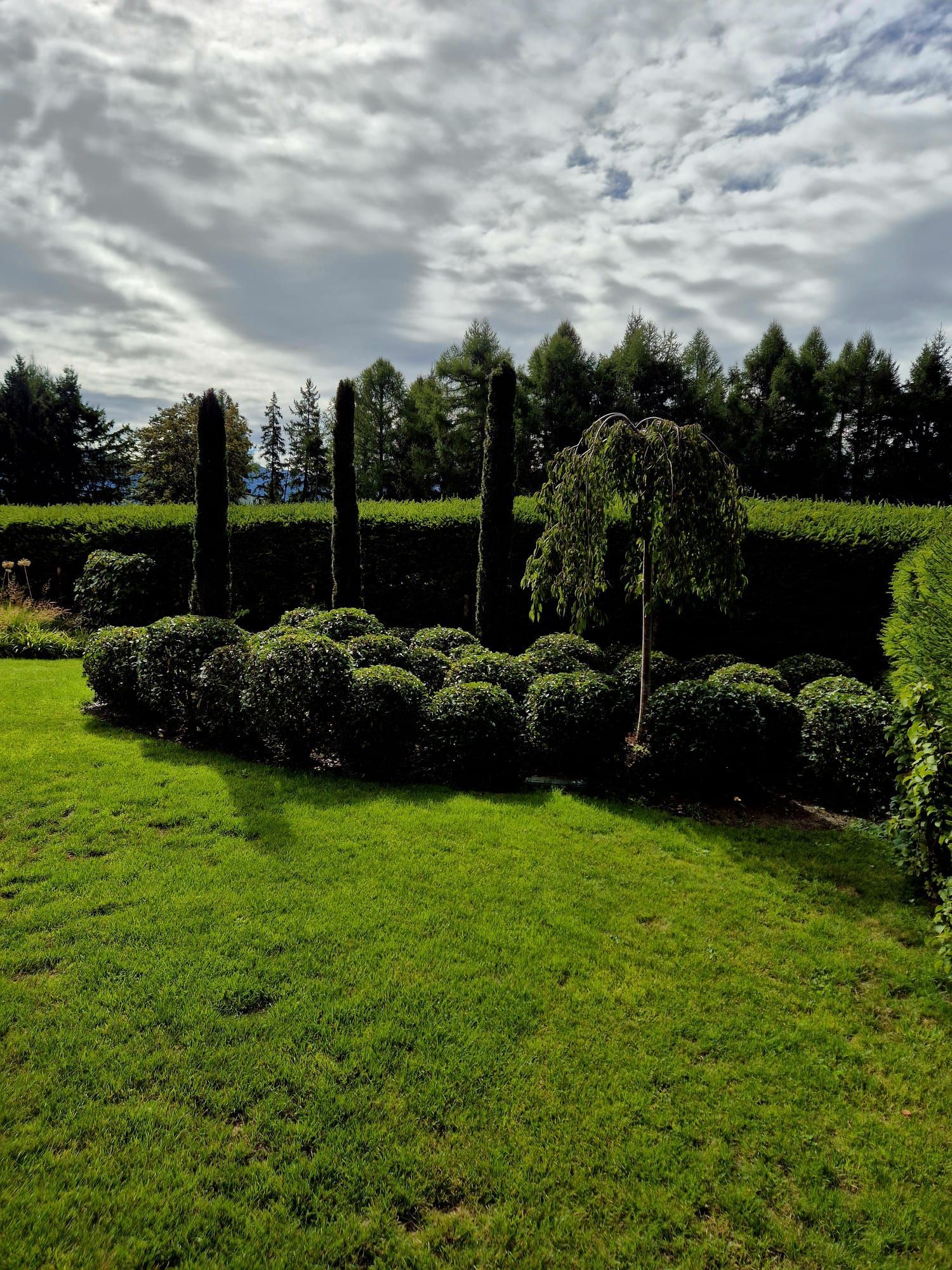 Une pente avec des arbres et des arbustes dessus