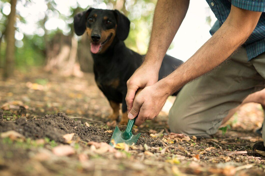 Una persona planta un pequeño retoño verde en la tierra mientras un perro negro observa cerca.