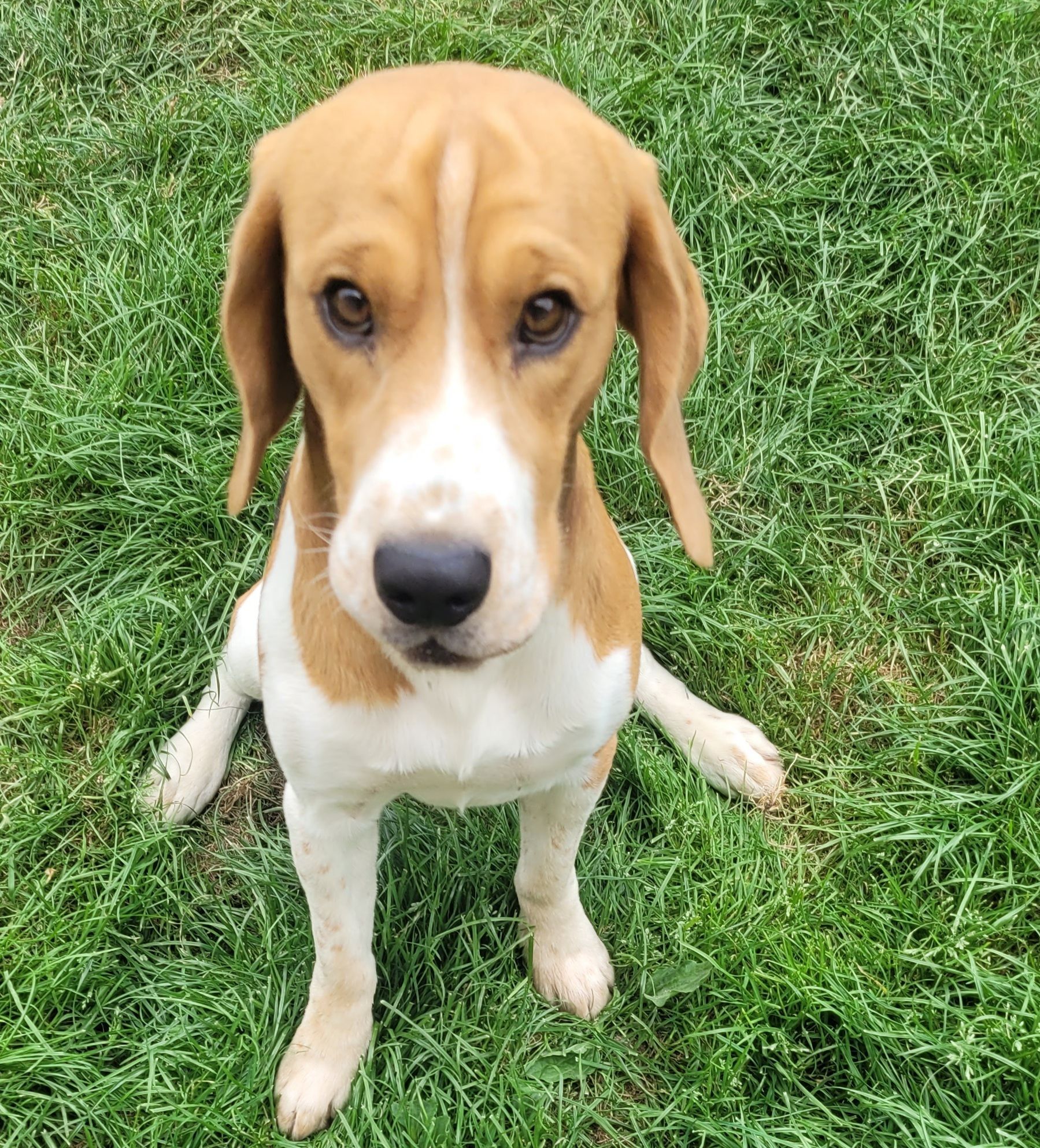 Chien beagle au pelage brun et blanc assis sur l'herbe verte, regardant droit devant lui.