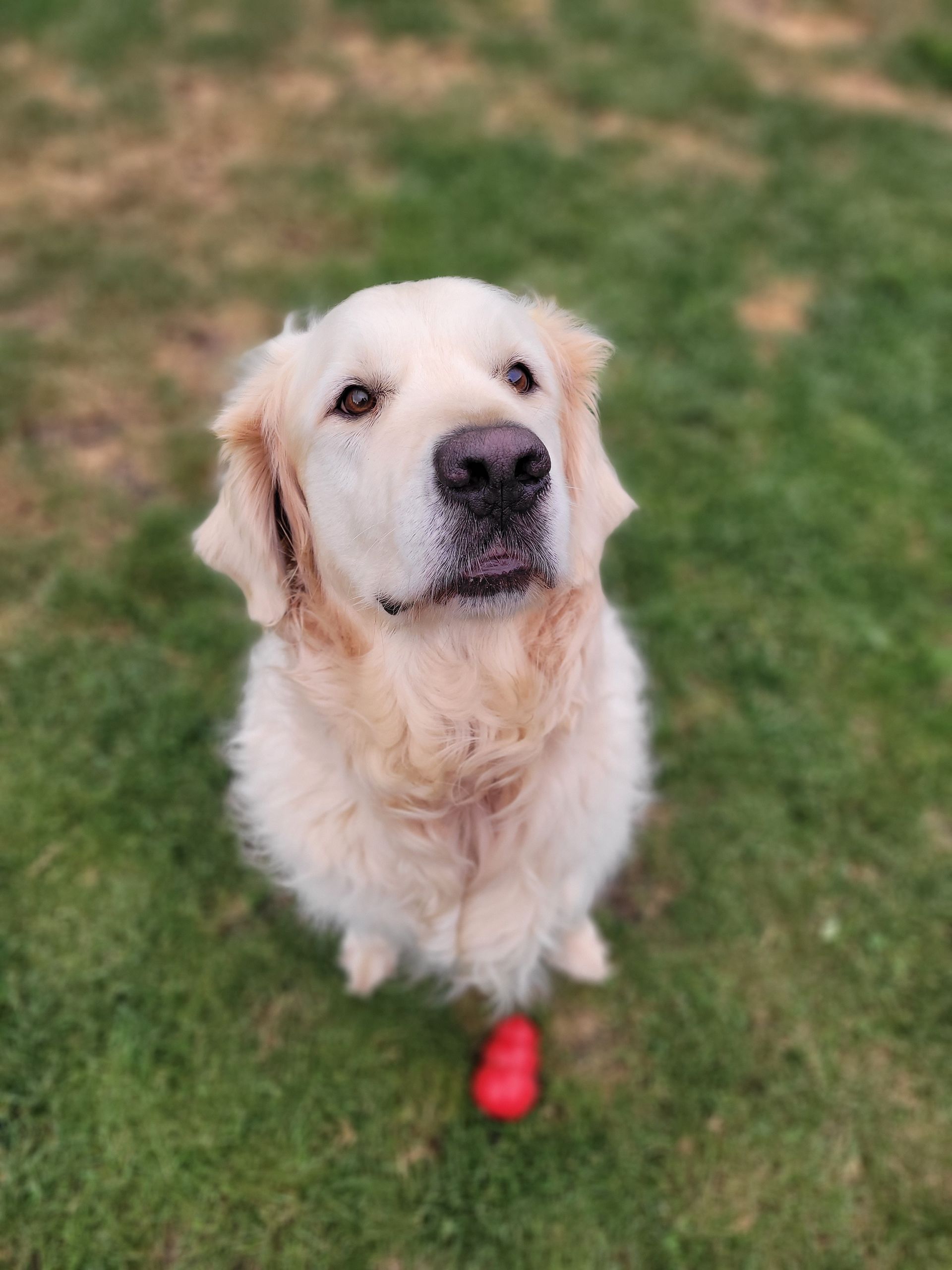 Un golden-retriever assis sur l'herbe, regardant vers le haut, un jouet rouge devant lui.