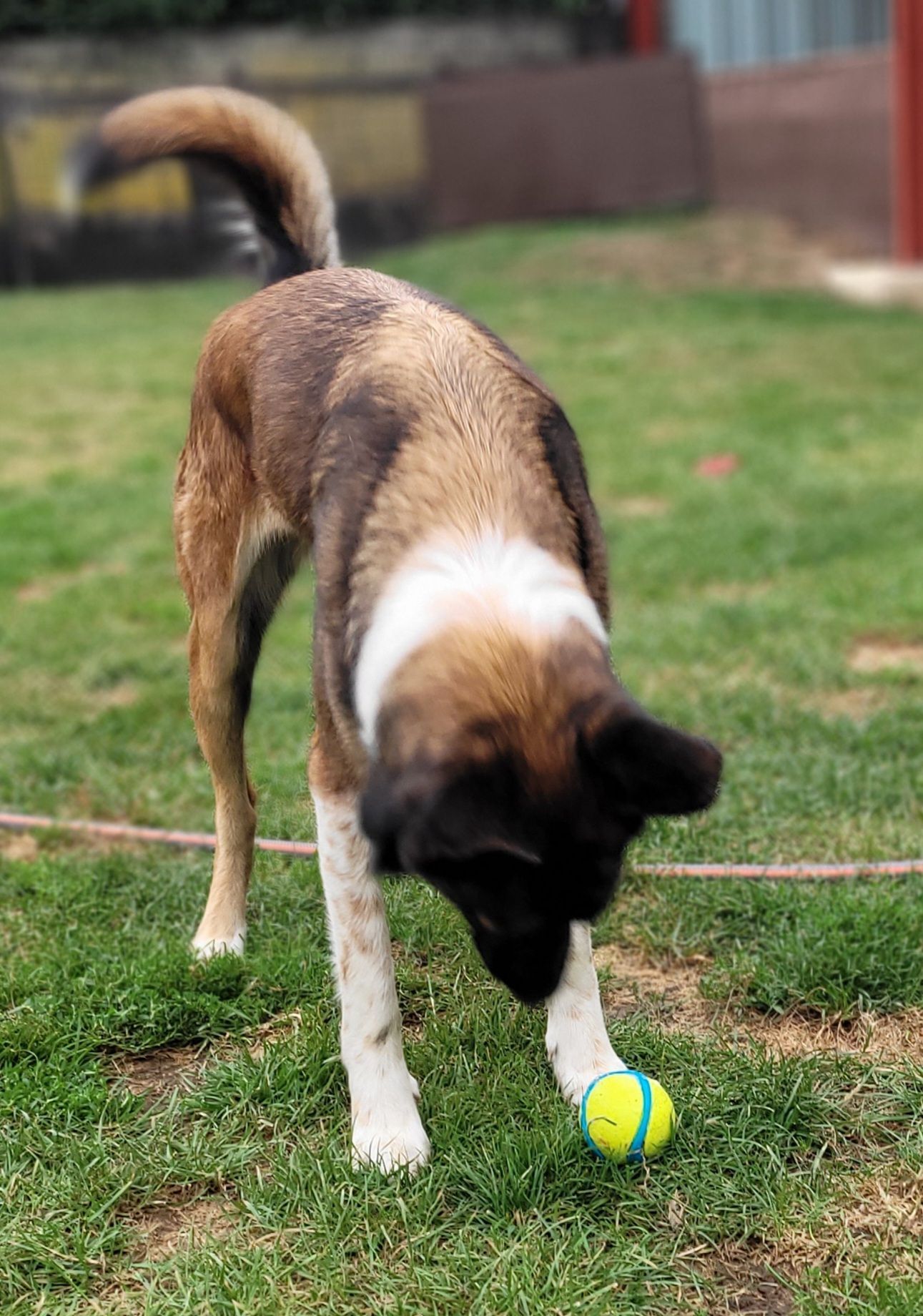 Chien au pelage brun et blanc jouant avec une balle jaune et verte sur une pelouse.