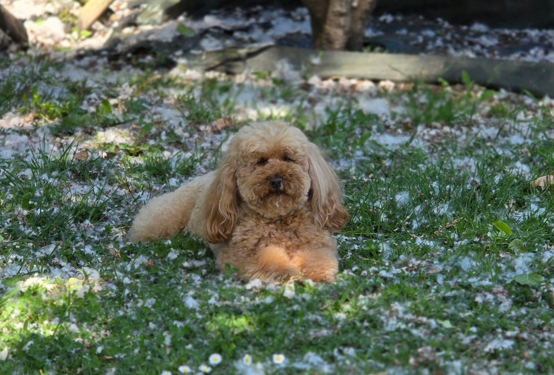 Caniche beige se reposant dans l'herbe verte recouverte de particules blanches.