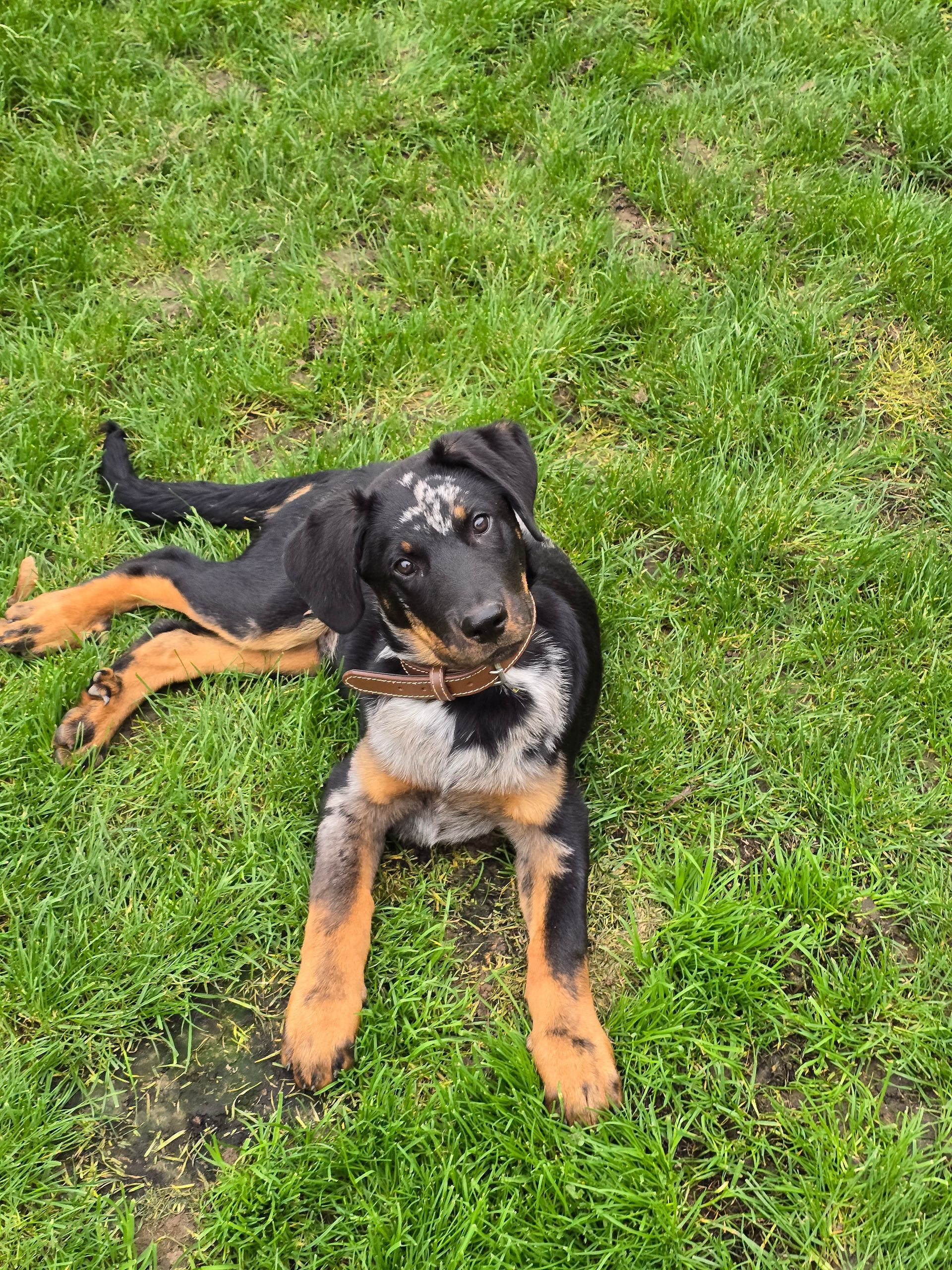 Chien au pelage tacheté noir, fauve et blanc, couché sur l'herbe verte, tenant un bâton.