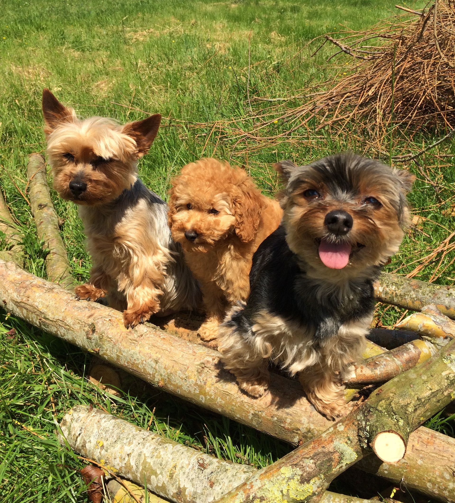 Trois petits chiens sont assis sur une bûche à l'extérieur, un caniche marron entre deux yorkshires. L'un d'eux tire la langue.