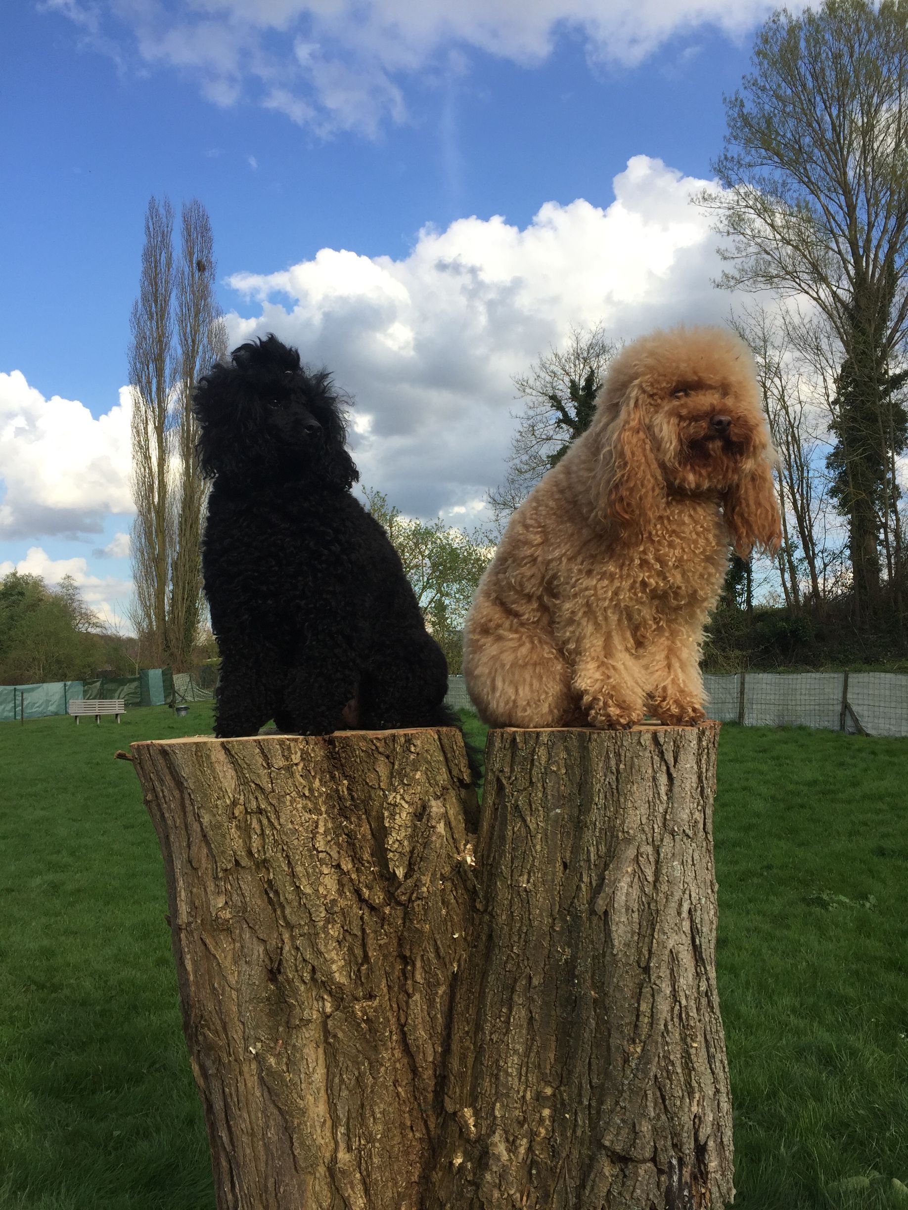 Deux caniches, l'un noir et l'autre beige, sont assis sur des souches d'arbres dans un parc herbeux, avec un ciel bleu en arrière-plan.