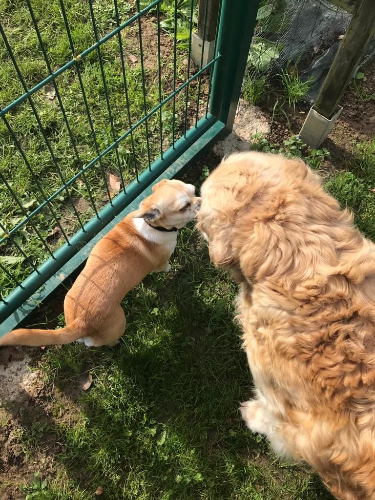 Deux chiens, un petit chien beige et un gros chien doré, se saluent à travers une clôture verte.