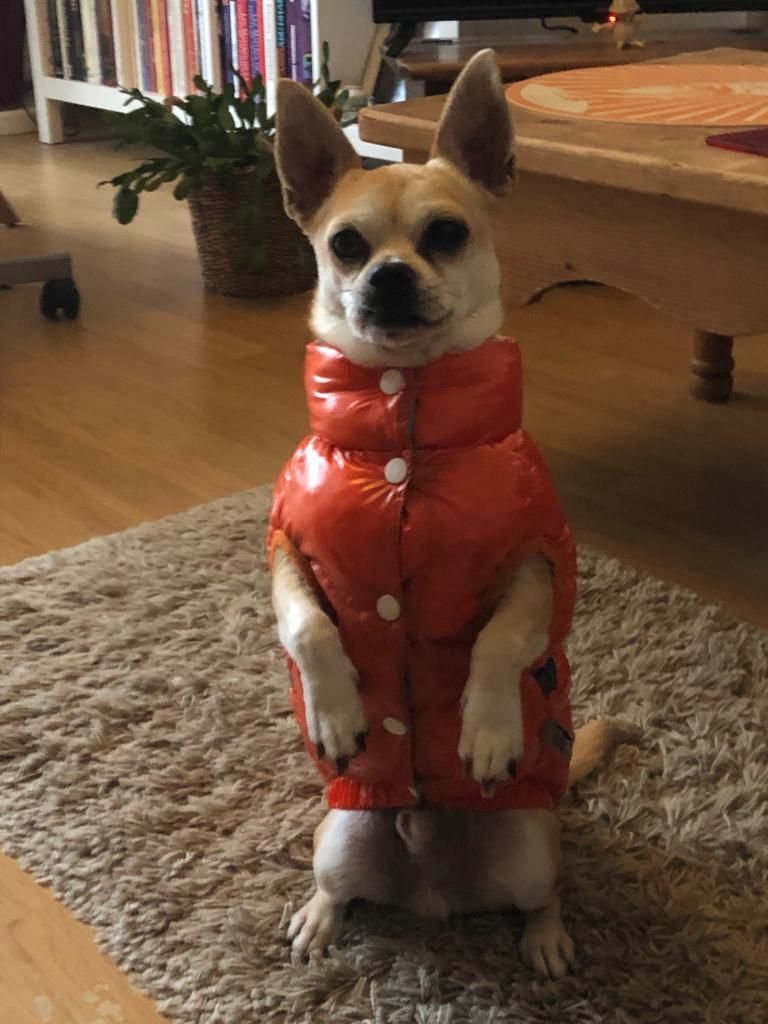 Un chihuahua portant une doudoune orange vif se tient debout sur ses pattes arrière sur un tapis.