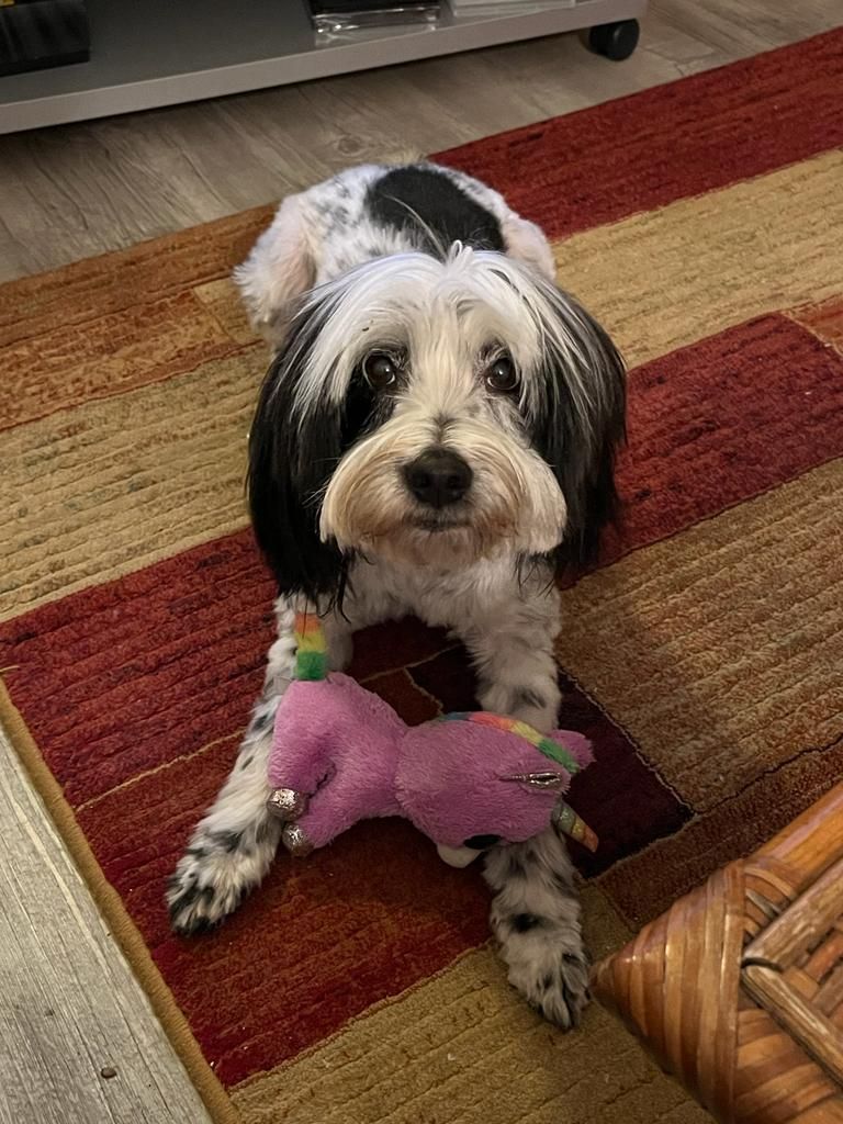 Chien noir et blanc avec un jouet, allongé sur un tapis à motifs.