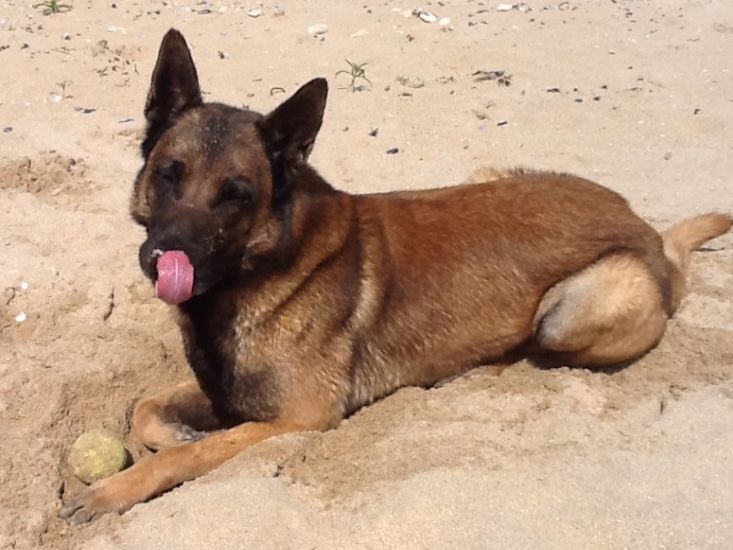Chien brun la langue pendante, couché sur le sable, à côté d'une balle de tennis.