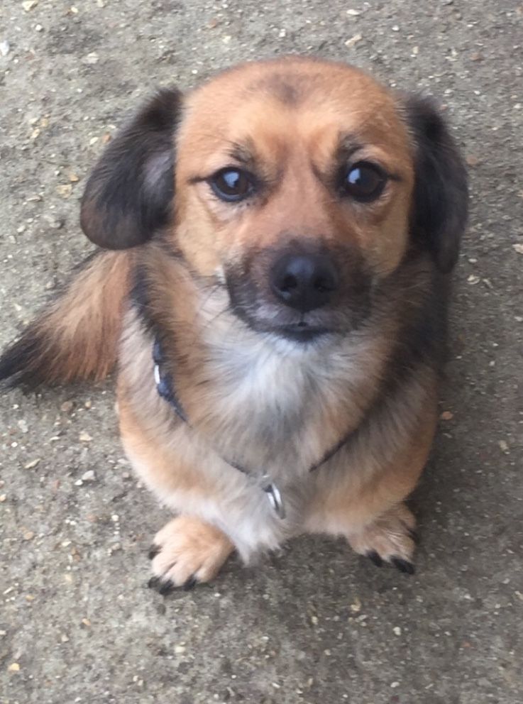 Chien brun assis, les yeux marron levés.