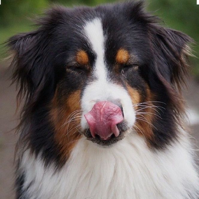 Berger australien aux yeux fermés, se léchant le nez, au pelage noir, blanc et marron.