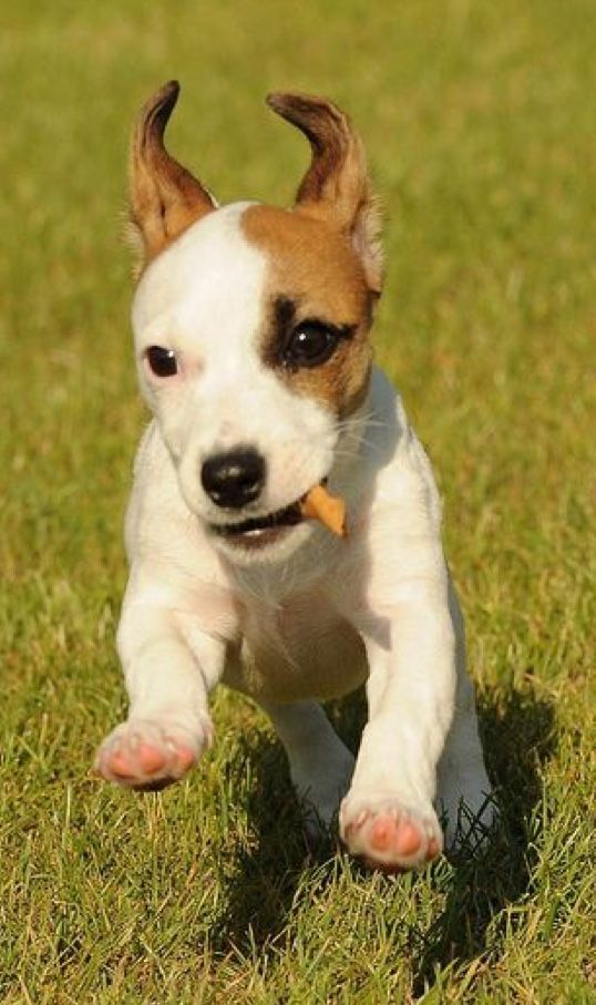 Chiot au pelage blanc et marron courant dans l'herbe verte, tenant une petite friandise.