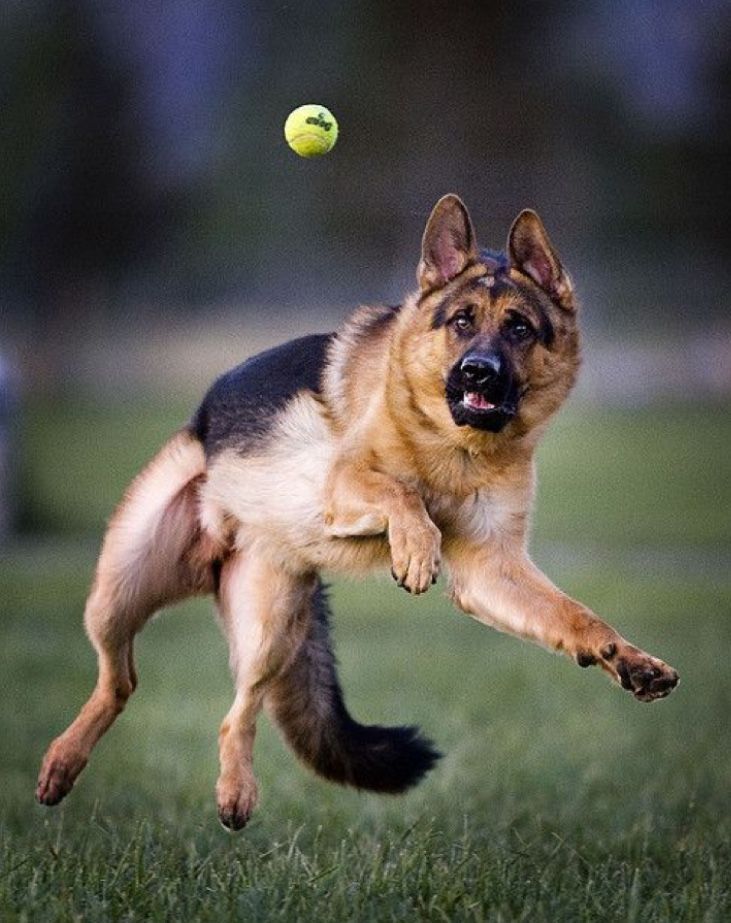 Un berger allemand bondit en l'air, concentré sur une balle de tennis jaune, sur fond d'herbe verte.