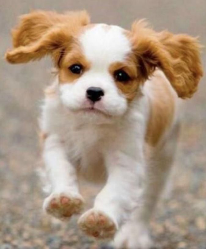 Chiot cavalier-king-charles courant en avant, oreilles tombantes, pelage blanc et fauve.