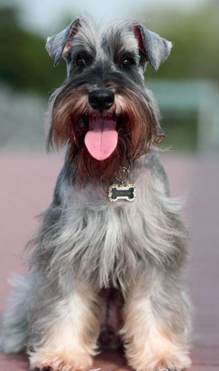 Schnauzer au pelage gris et fauve, langue sortie, portant une médaille en forme d'os, assis à l'extérieur.