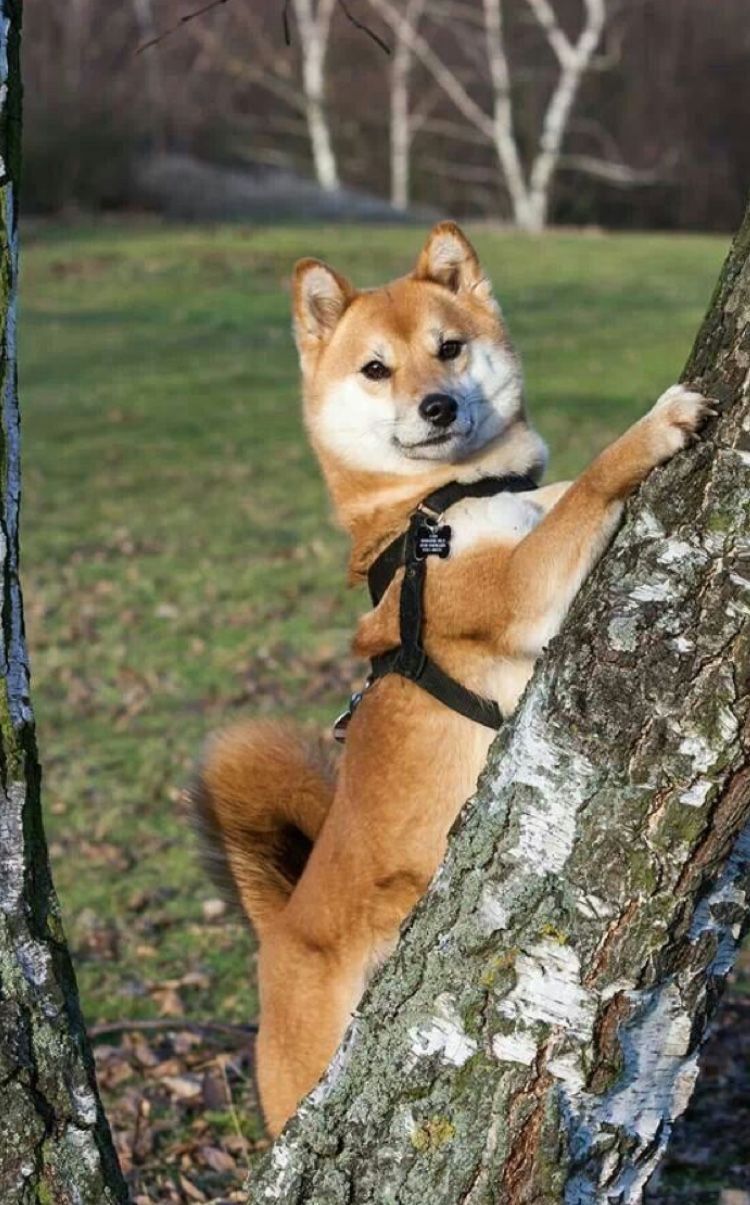 Chien shiba-inu portant un harnais, debout sur ses pattes arrière contre un arbre, à l'extérieur.