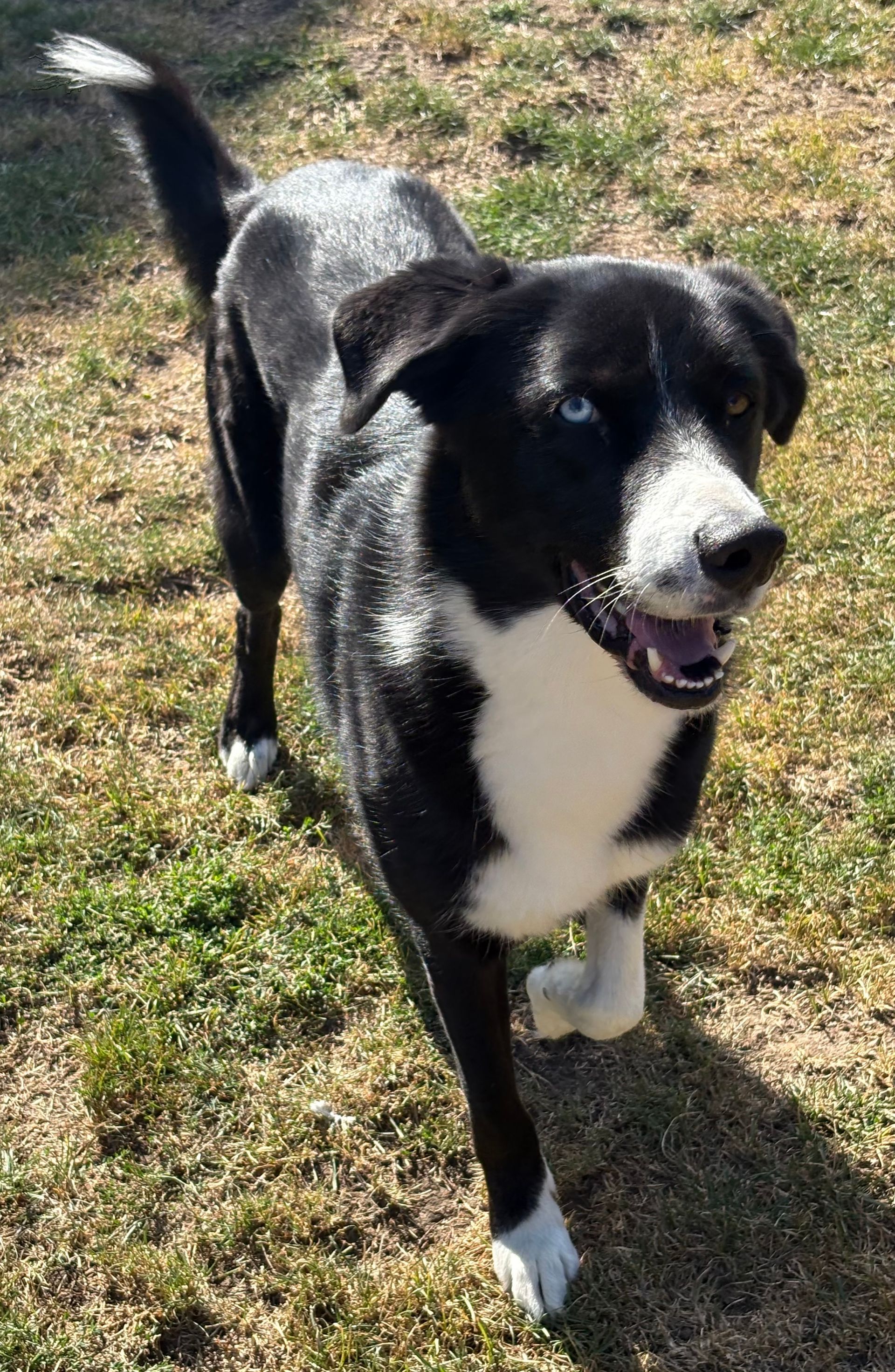 Chien noir et blanc avec un œil bleu marchant sur l'herbe, la gueule ouverte.