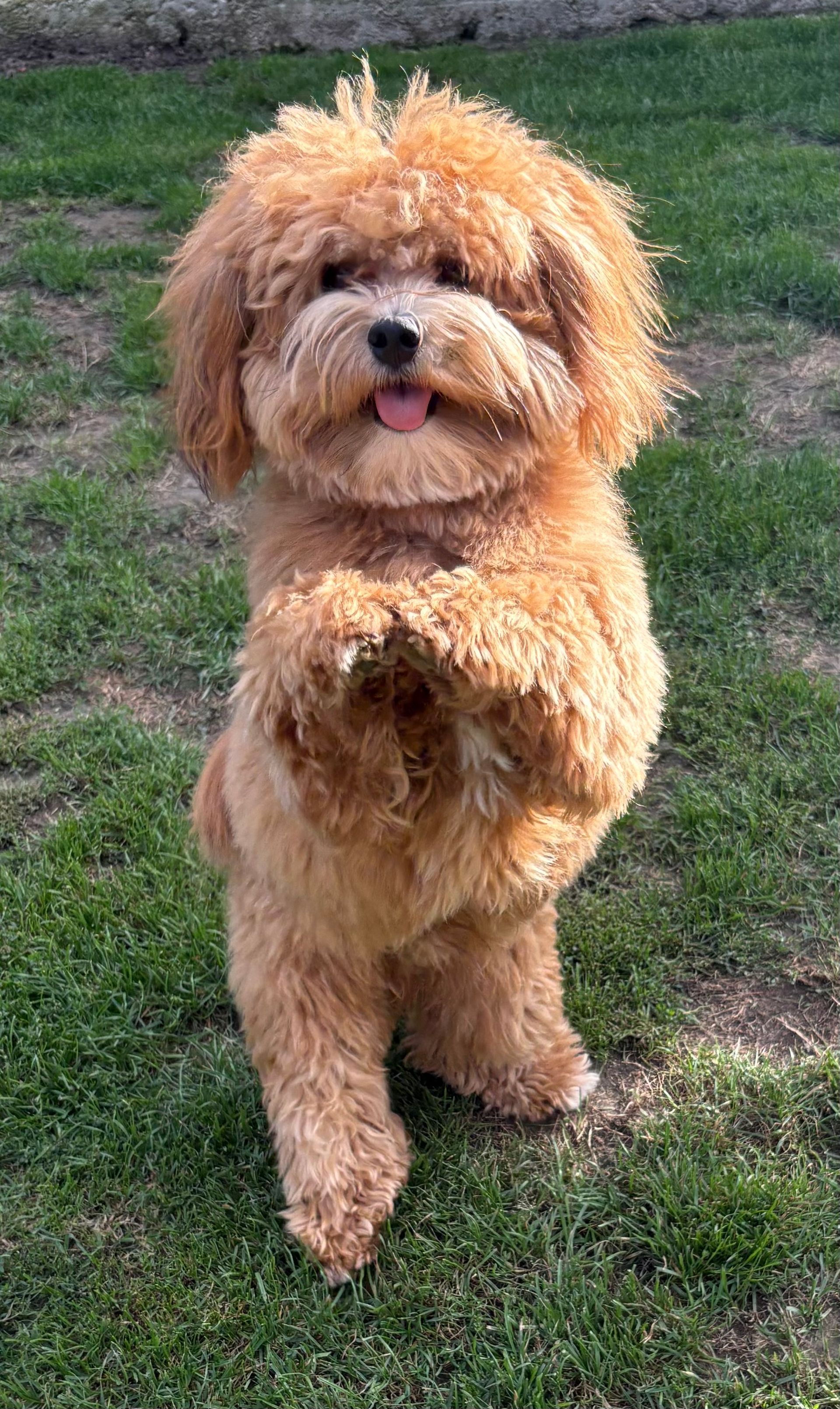 Un caniche brun se tient debout sur ses pattes arrière, la langue sortie, sur de l'herbe verte.
