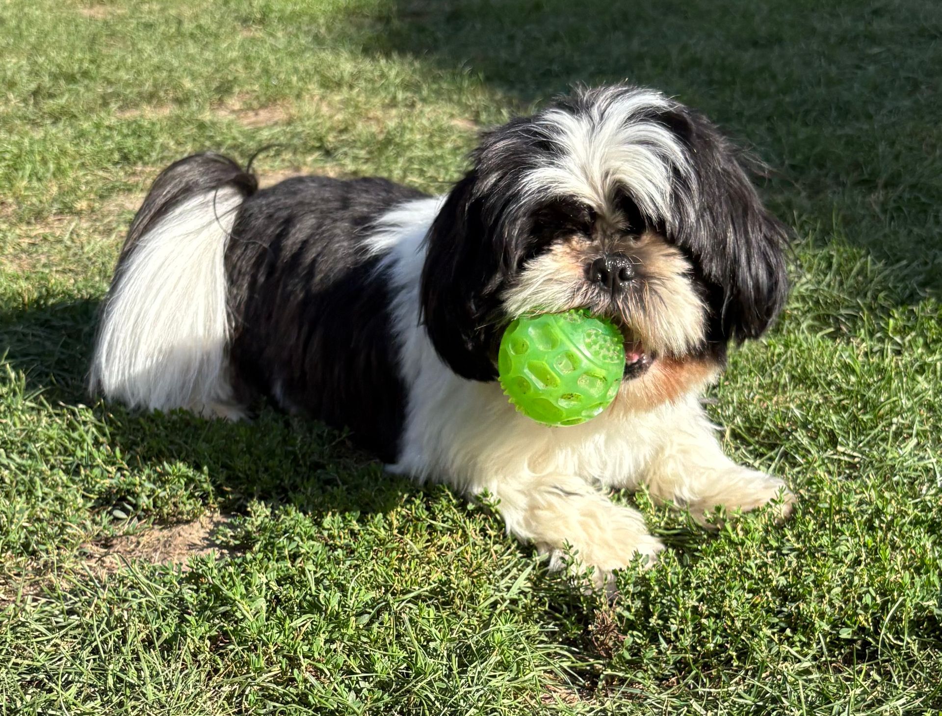 Chien shih-tzu au pelage noir et blanc, allongé dans l'herbe, tenant une balle verte.